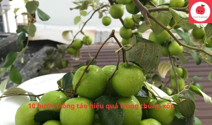 10 bước trồng táo hiệu quả trong thùng xốp