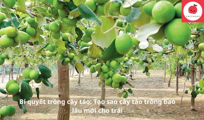 Bí quyết trồng cây táo: Cây táo trồng bao lâu mới cho trái