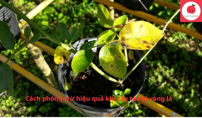 Cách phòng trừ hiệu quả khi cây táo bị vàng lá