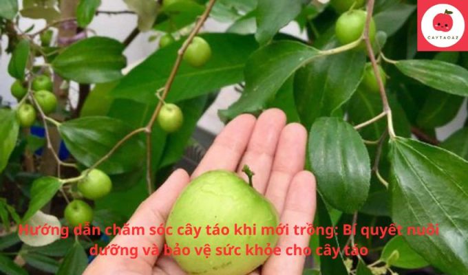 Hướng dẫn chăm sóc cây táo khi mới trồng: Bí quyết nuôi dưỡng và bảo vệ sức khỏe cho cây táo