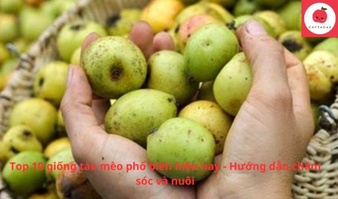 Top 10 giống táo mèo phổ biến hiện nay – Hướng dẫn chăm sóc